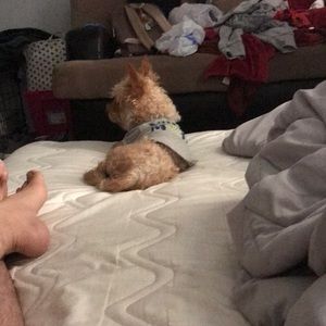 Meet your Posher, Frank